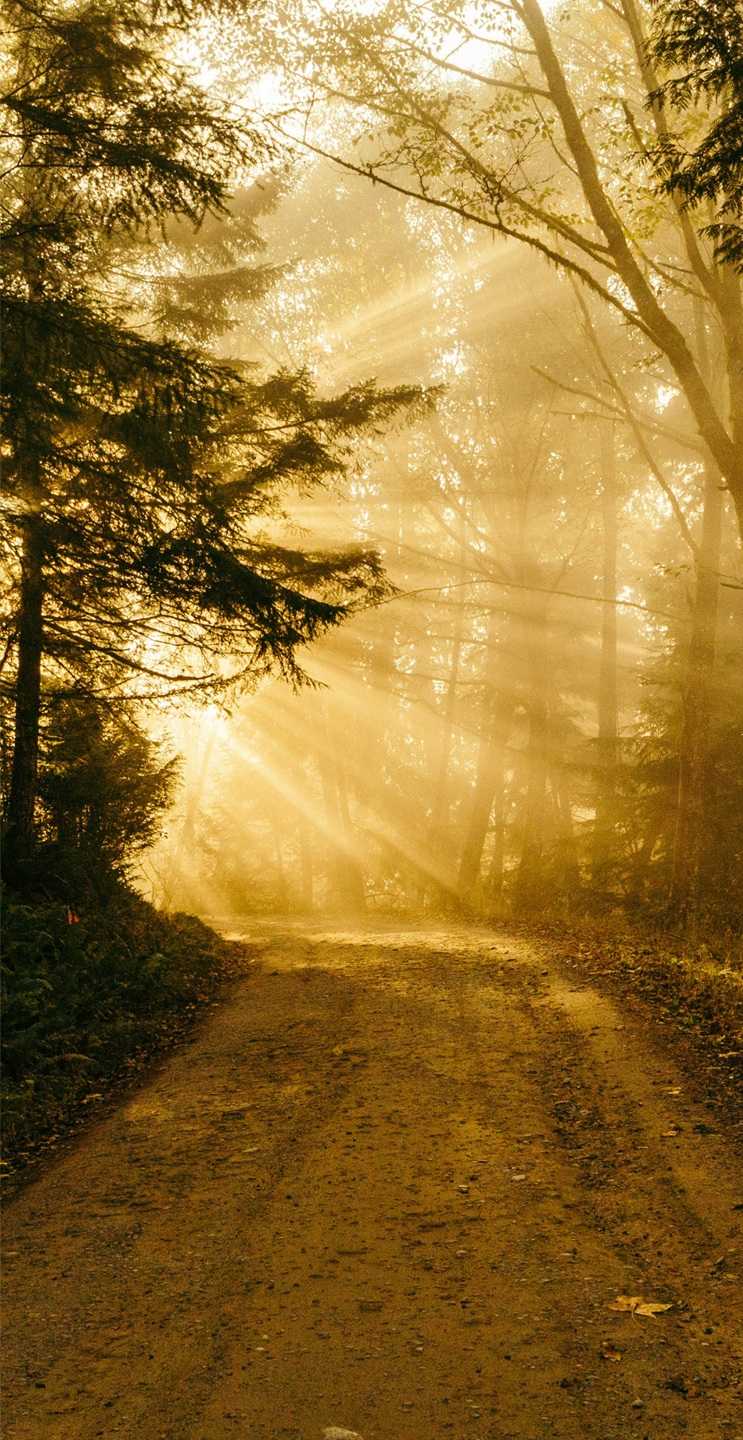 Ein Waldweg im sanften Licht